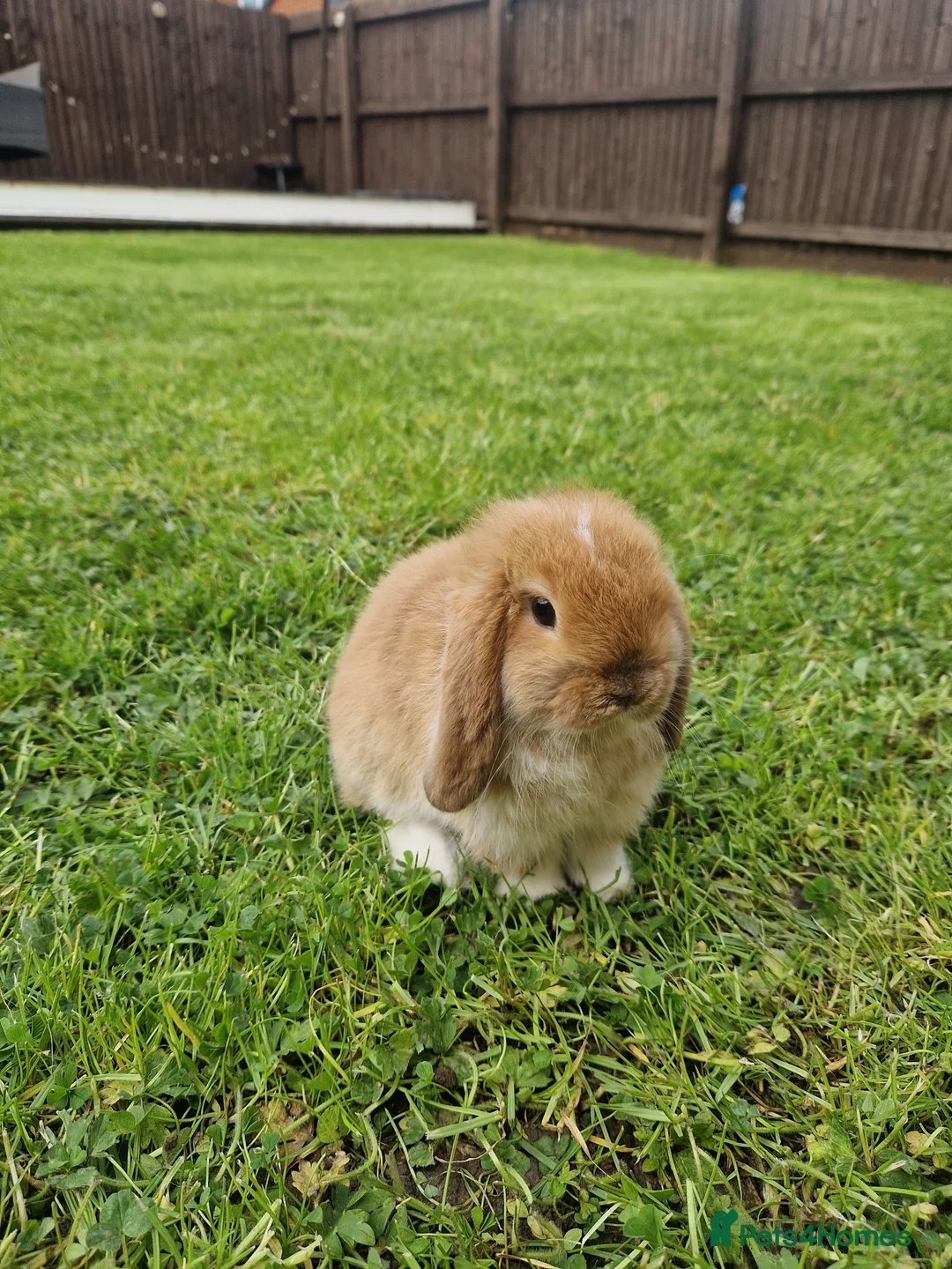 Mini Lop rabbits for sale: Mini Lop rabbit - Advert 3