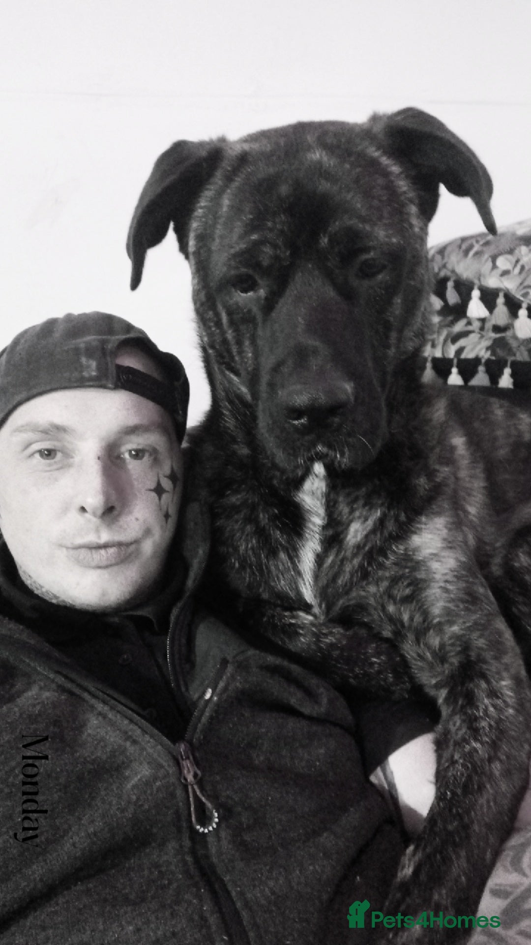 Mixed Breed dogs for stud: Hamish is looking for a lady!  - Advert 2