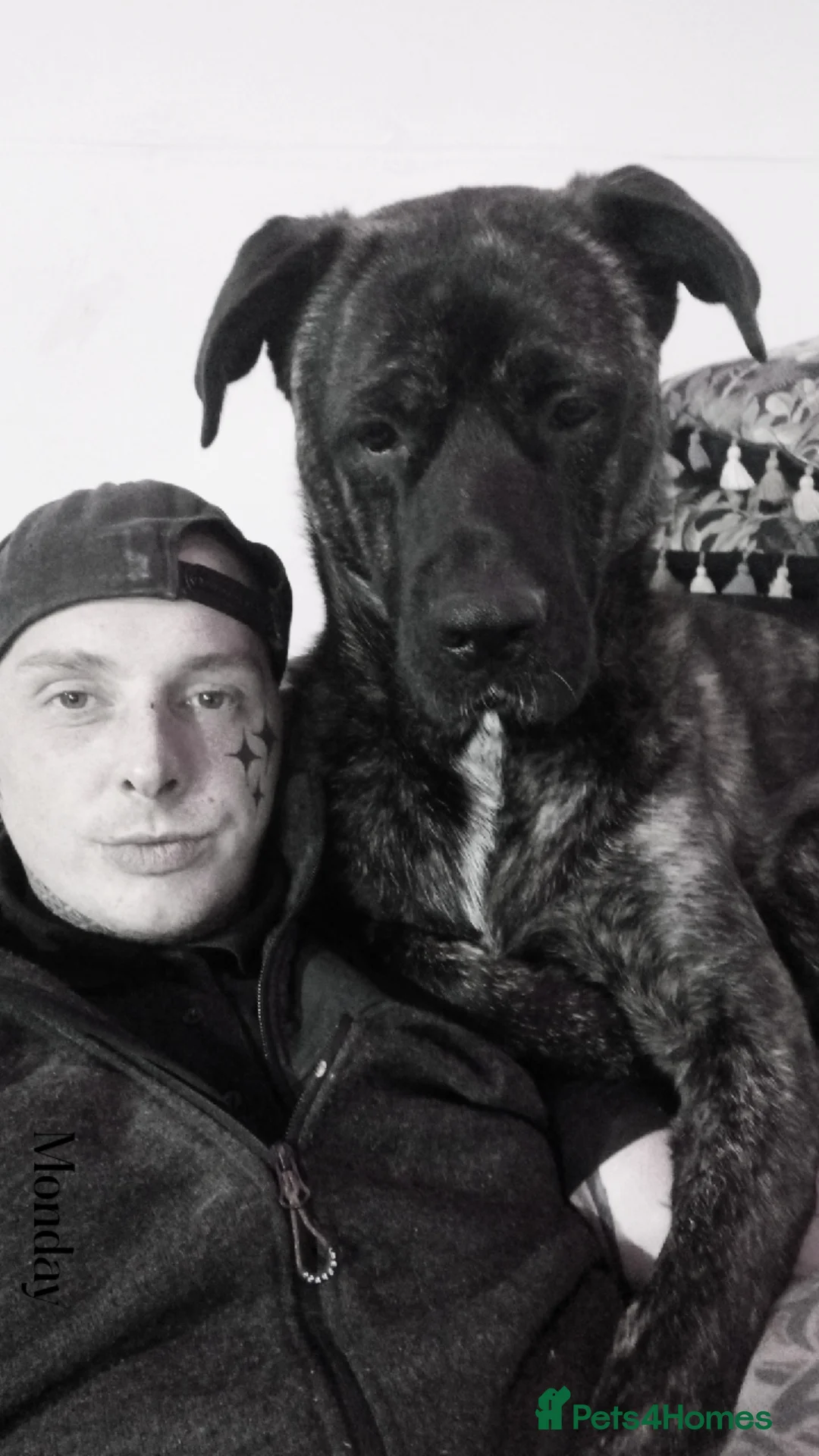 Mixed Breed dogs for stud: Hamish is looking for a lady!  - Advert 2