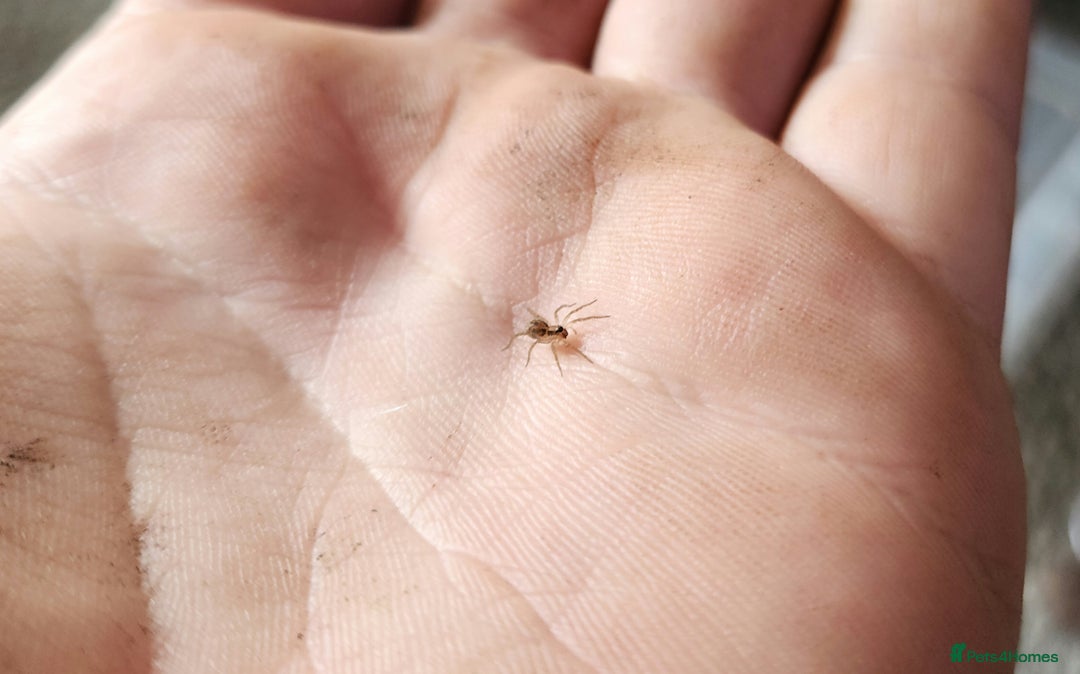 Spiders invertebrates for sale: Madeira Wolf Spiderlings - Image 4