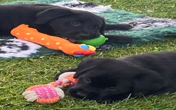 Labrador Retriever dogs for sale: Yellow and black Labrador puppies in Whitchurch - Image 1