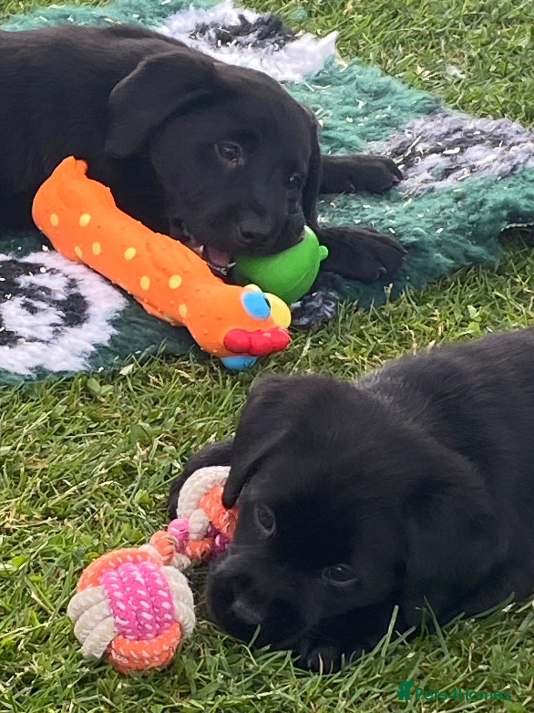 Labrador Retriever dogs for sale: Yellow and black Labrador puppies in Whitchurch - Image 1