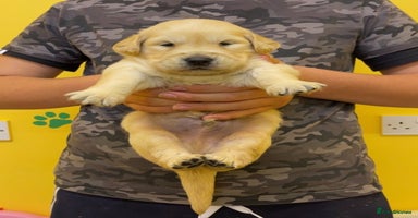 Golden Retriever dogs - Advert 16