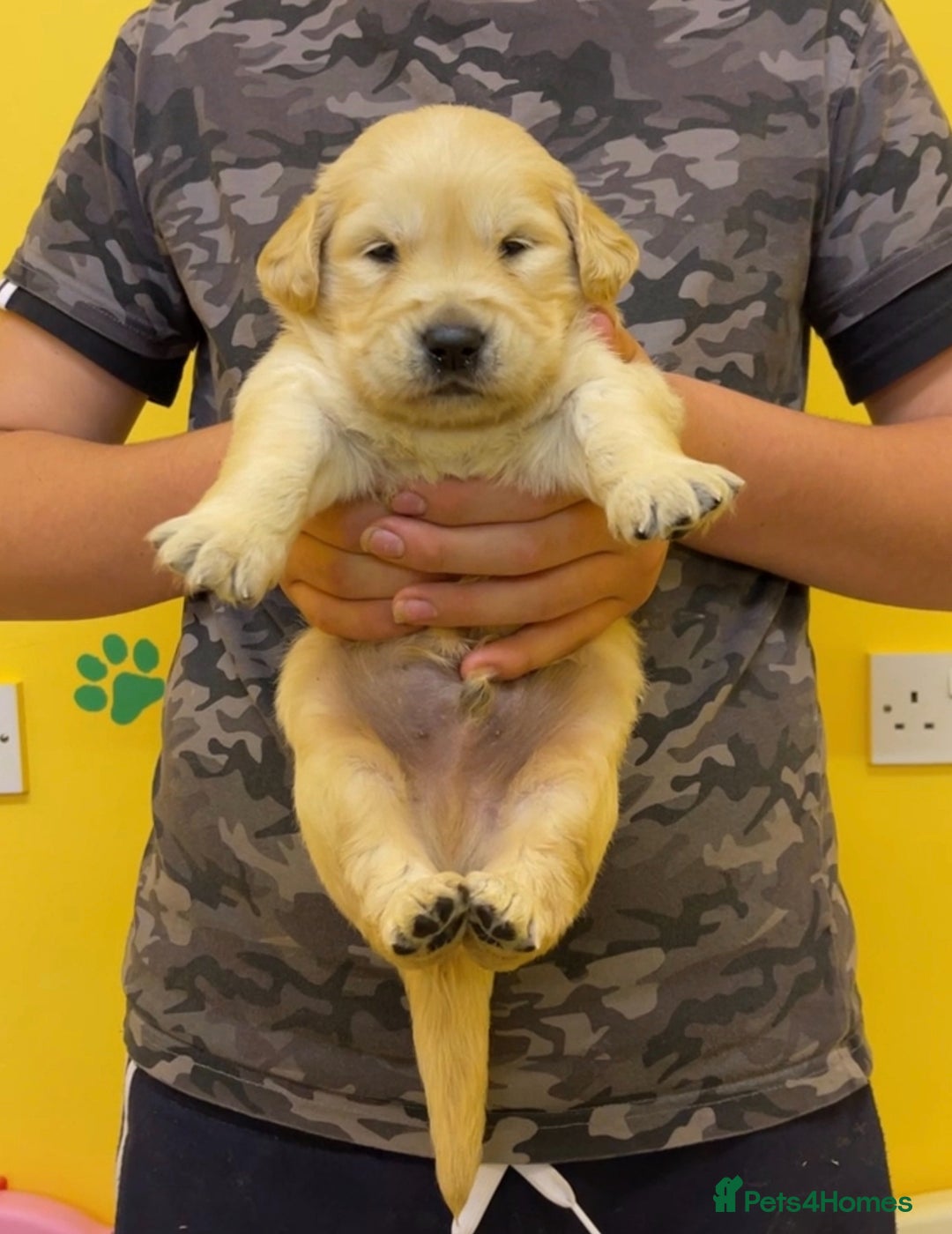 Golden Retriever dogs for sale: Beautiful golden retriever puppies for sale  - Image 2