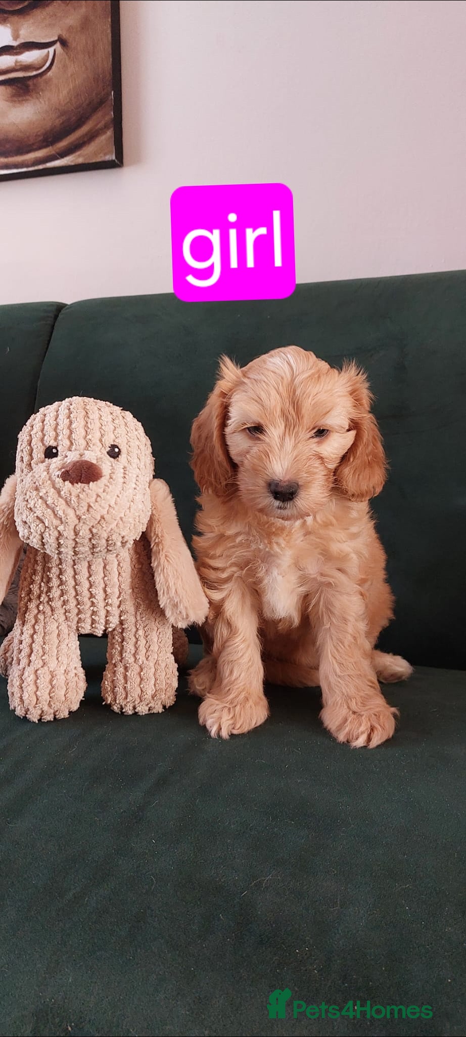 Mixed Breed dogs READY TO LEAVE IN TWO WEEKS!! - Advert 2