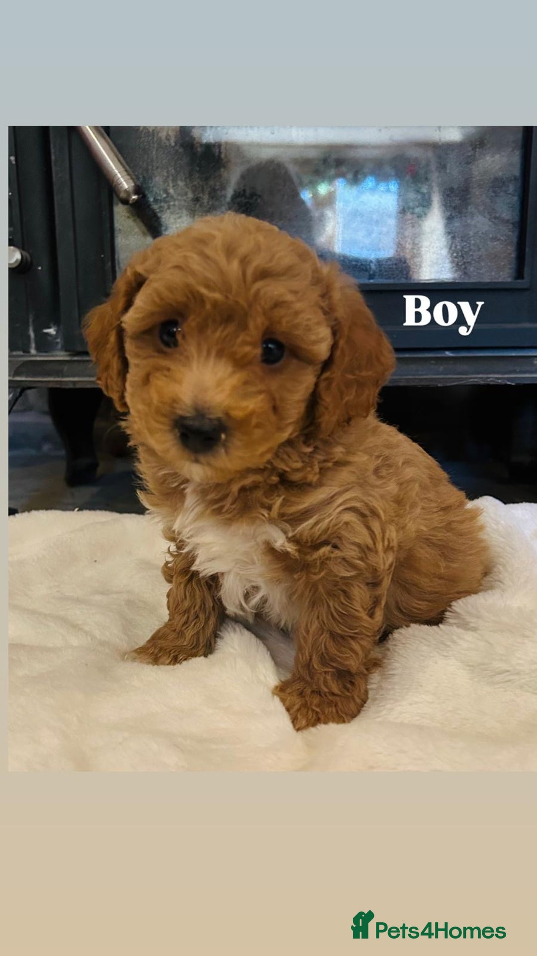 Poochon dogs for sale: Beautiful F1 Poochon puppies - Advert 4