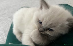 Ragdoll cats for sale: Adorable Baby Ragdolls Ready for Loving Homes - Image 6