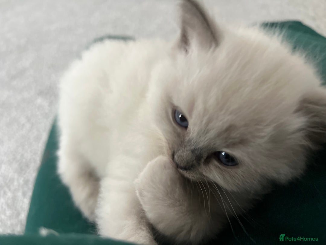 Ragdoll cats for sale: Adorable Baby Ragdolls Ready for Loving Homes - Image 6
