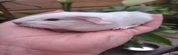 Guinea Pig rodents for sale: PEW (Pink eyed white) smooth baby girl Guinea pig - Advert 2