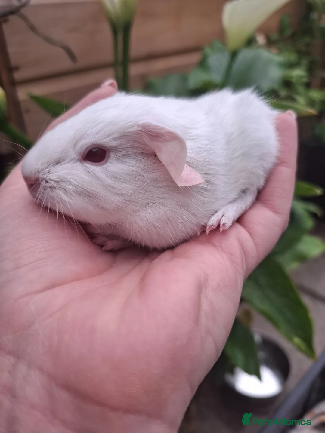 Guinea Pig rodents for sale: PEW (Pink eyed white) smooth baby girl Guinea pig - Advert 2