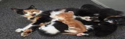Mixed Breed cats for sale: 6 kittens ready to go to their forever home in Lincoln - Advert 7