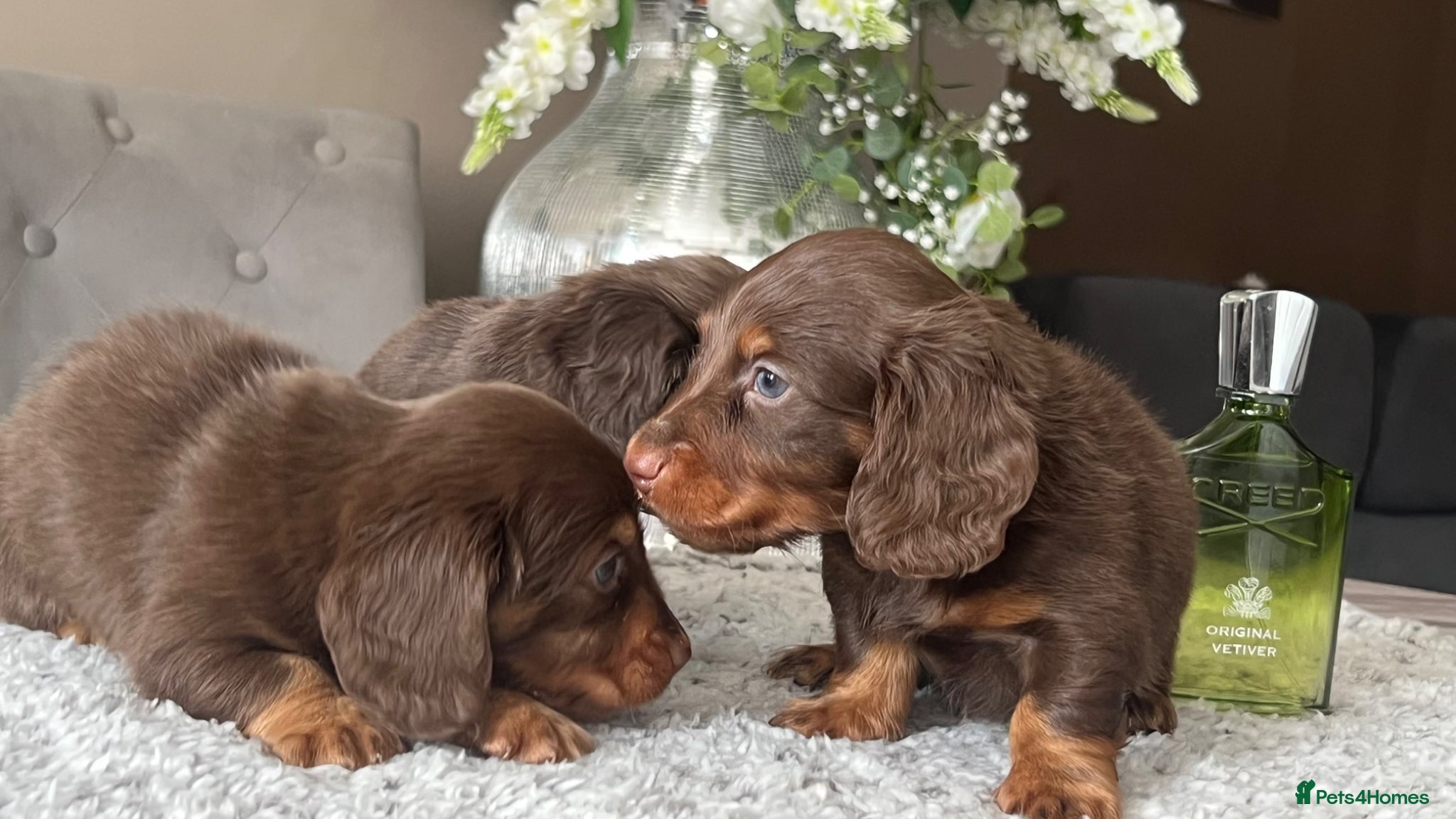 Miniature Dachshund dogs 🐾 Stunning Chocolate Cream Mini Longhair Boys ✨🐶 - Advert 11
