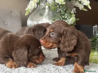Miniature Dachshund dogs 🐾 Stunning Chocolate Cream Mini Longhair Boys ✨🐶 - Advert 11