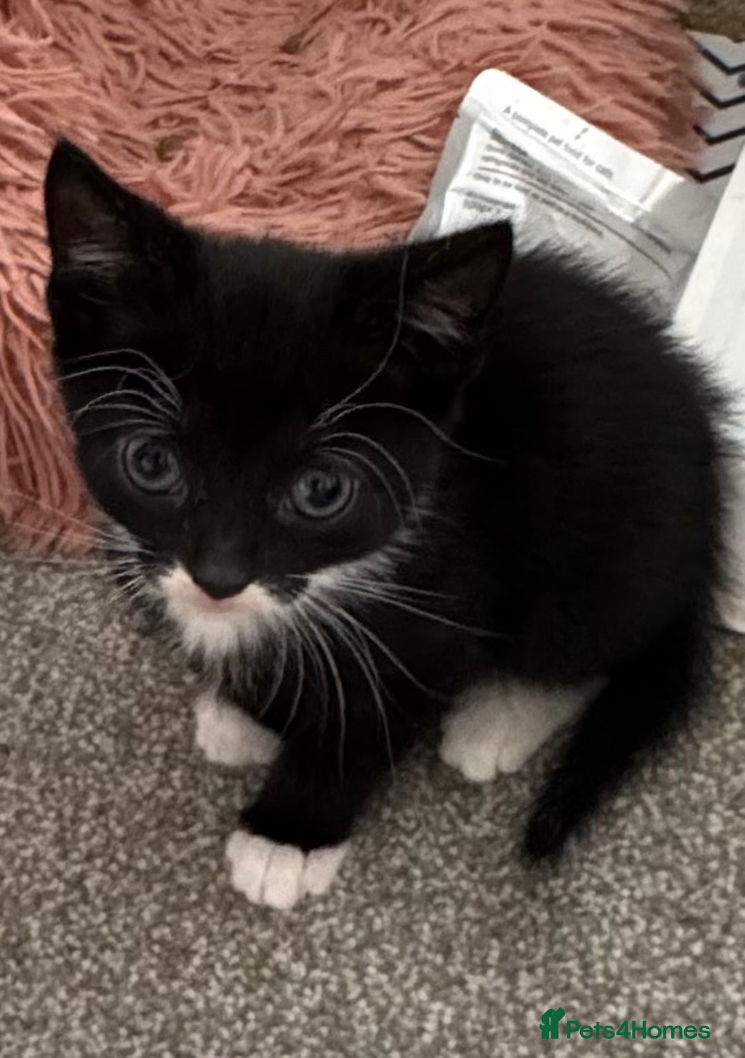 Mixed Breed cats for sale: 3x tuxedo 1x all black kittens - Image 29