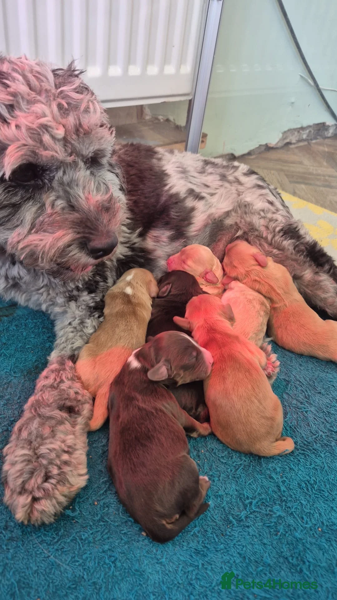 Mixed Breed cats for sale: Miniature Cockapoo’s looking for their forever. - Advert 1
