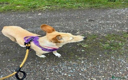 Mixed Breed dogs for adoption: Amber is looking for her forever home - Image 5