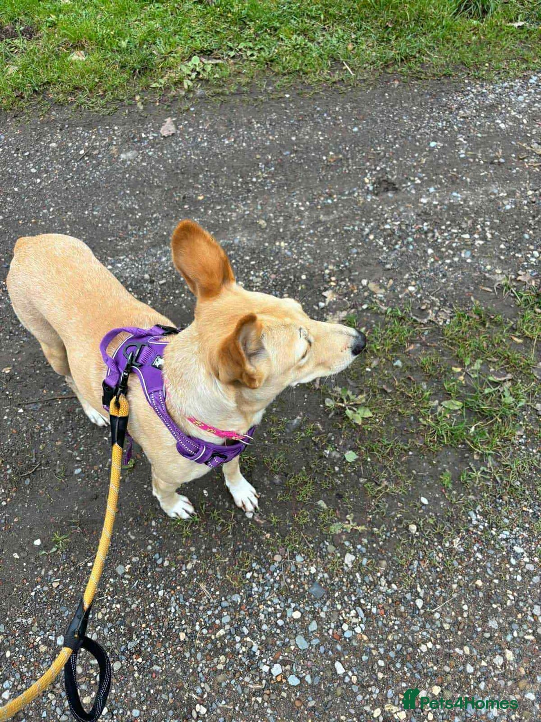 Mixed Breed dogs for adoption: Amber is looking for her forever home - Image 5