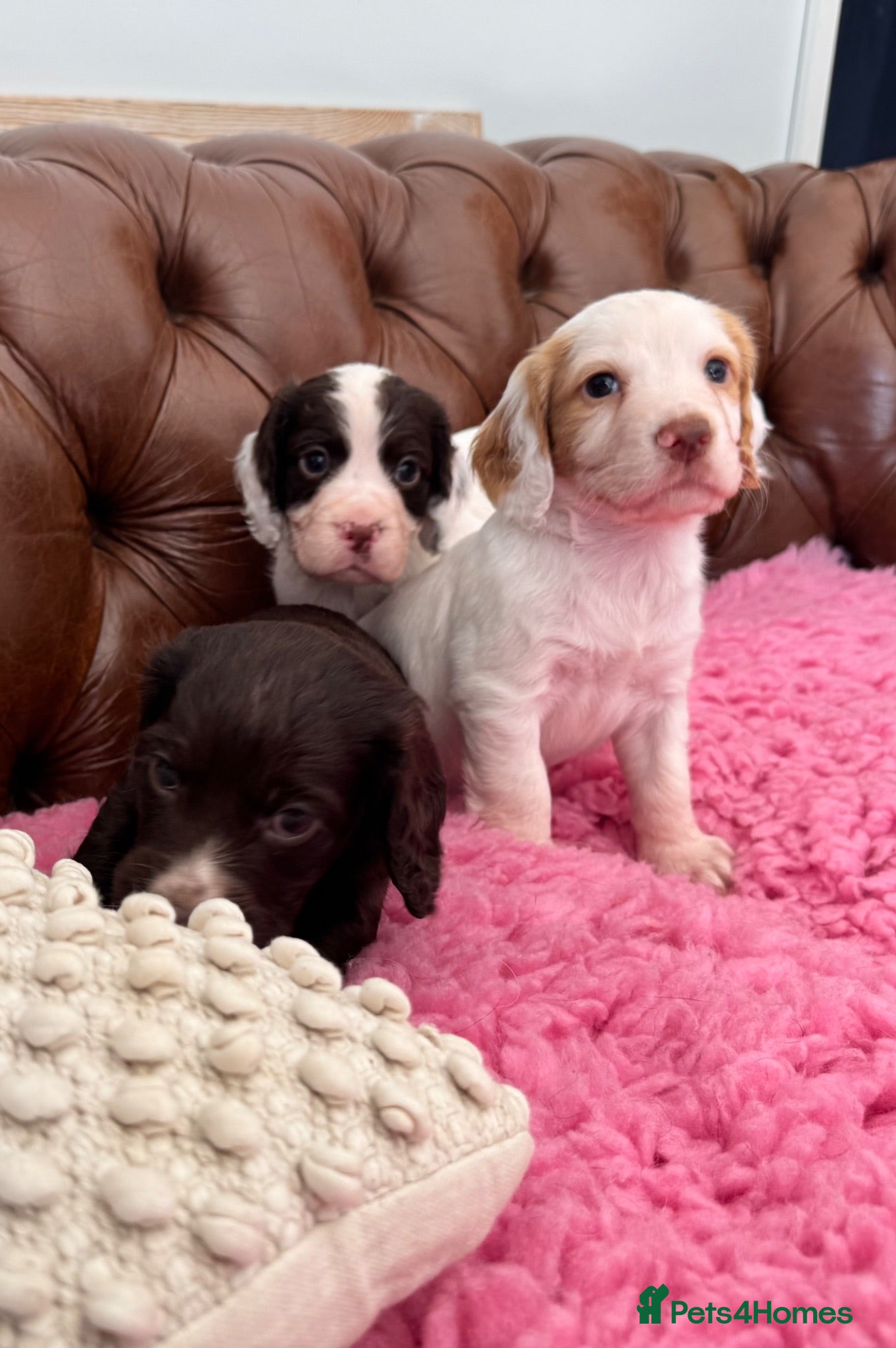Cocker Spaniel dogs Cocker spaniel pups health tested with waggy tails - Advert 1
