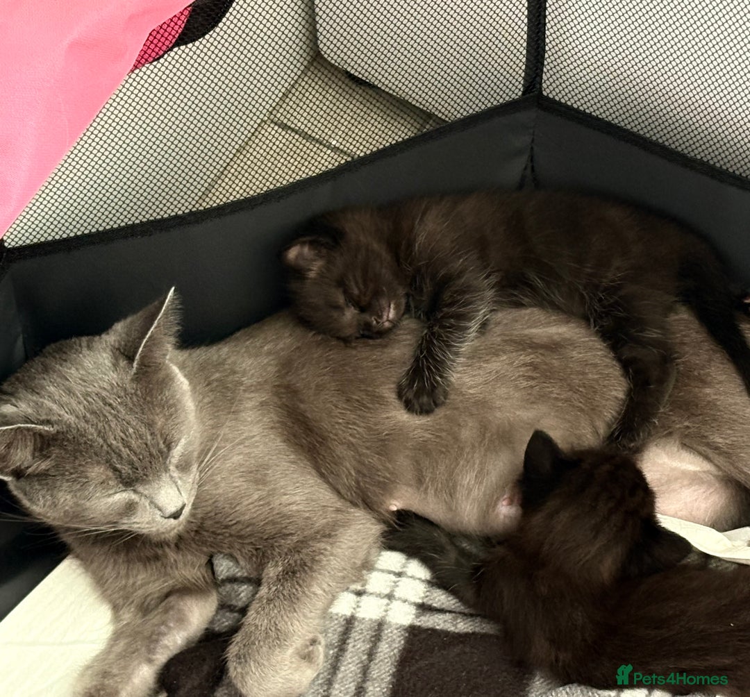 Mixed Breed cats for sale: 3 lovely kittens  - Image 3