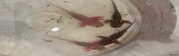 Axolotl reptiles for sale: Baby axolotl for sale  - Advert 3