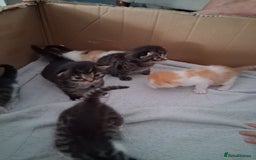 Mixed Breed cats for sale: 6 beautiful kittens - Image 10