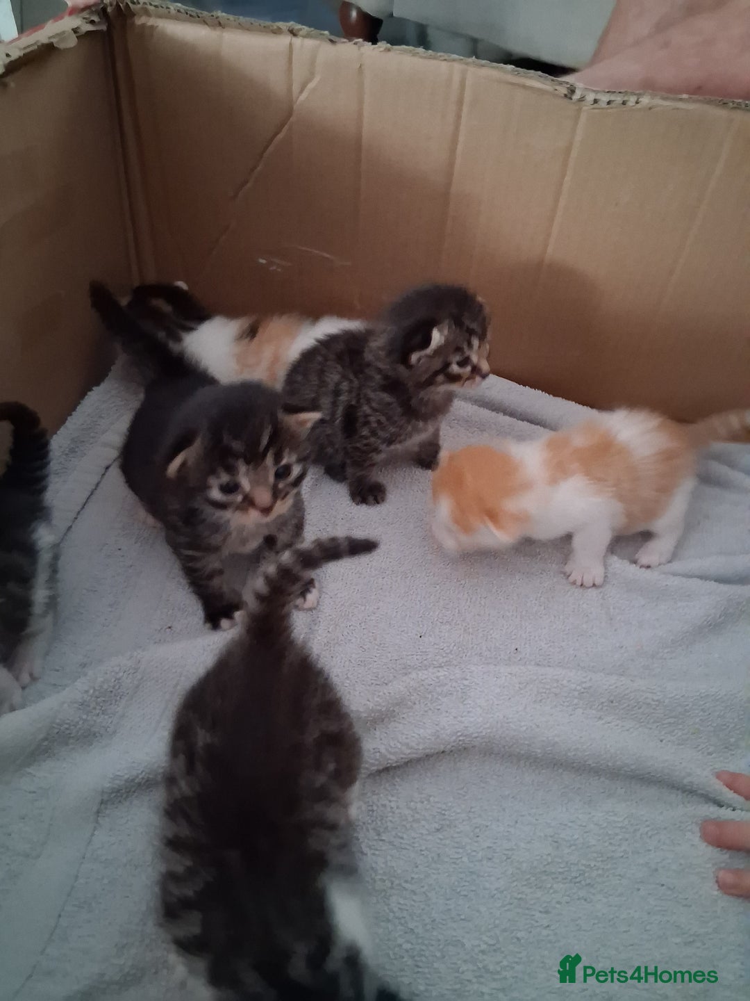 Mixed Breed cats for sale: 6 beautiful kittens - Image 10