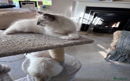 Ragdoll cats for sale: 4 Ragdoll kittens looking for their  forever home - Image 4