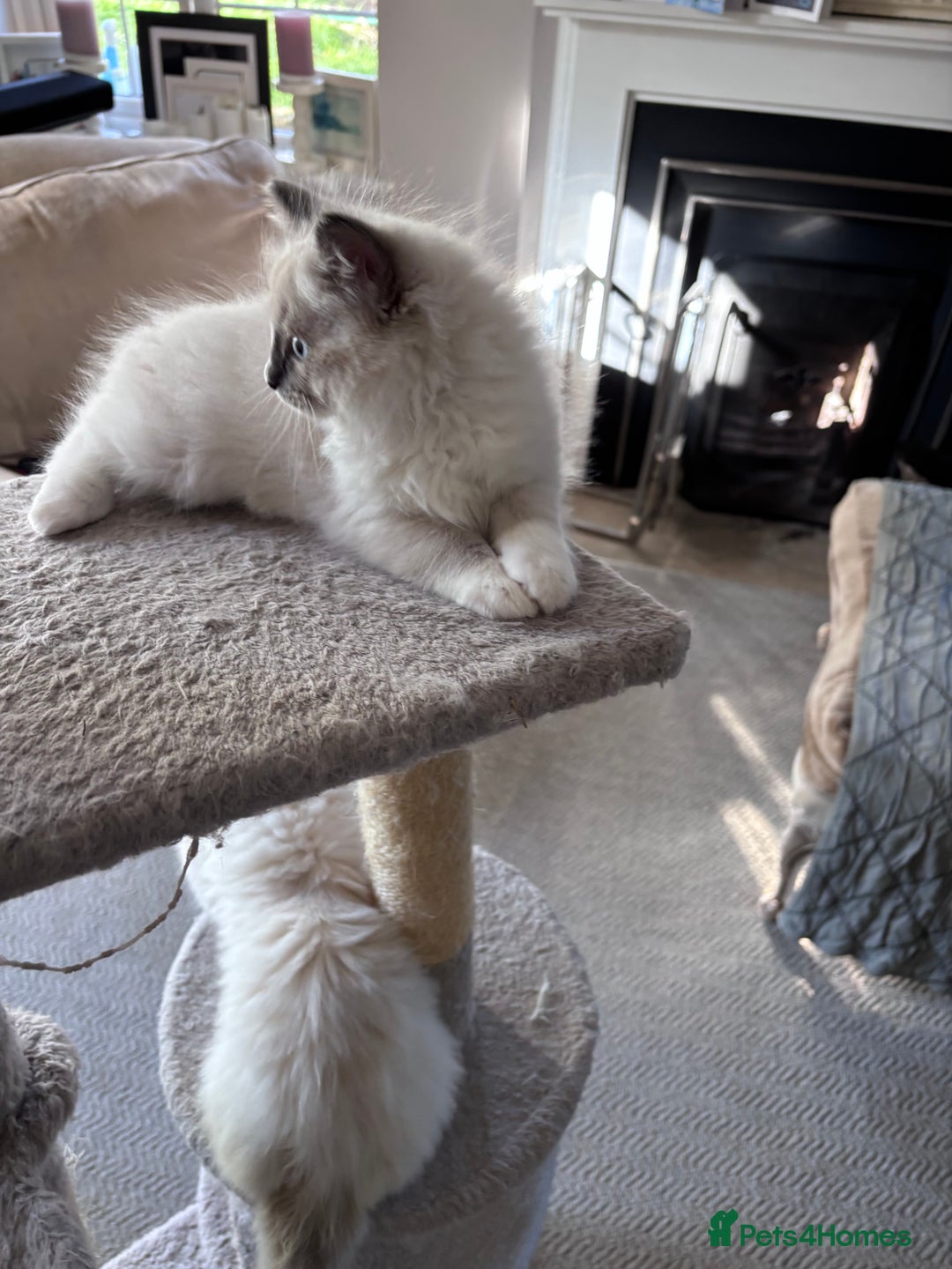 Ragdoll cats for sale: 4 Ragdoll kittens looking for their  forever home - Image 4