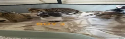 Bengal cats for sale: Bengal / Norwegian forest - Advert 25