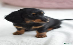 Miniature Dachshund dogs for sale: Gorgeous Longhair Miniature Dachshund Girls - Image 15
