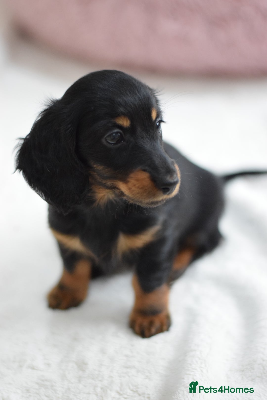 Miniature Dachshund dogs for sale: Gorgeous Longhair Miniature Dachshund Girls - Image 15