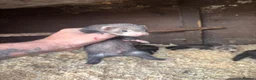 Ferret rodents for sale: 6 hob ferret kits for sale in Atherstone - Advert 8
