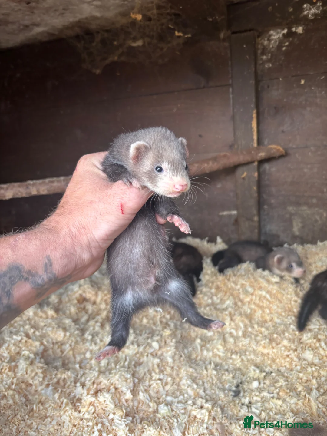 Ferret rodents for sale: 6 hob ferret kits for sale in Atherstone - Advert 8