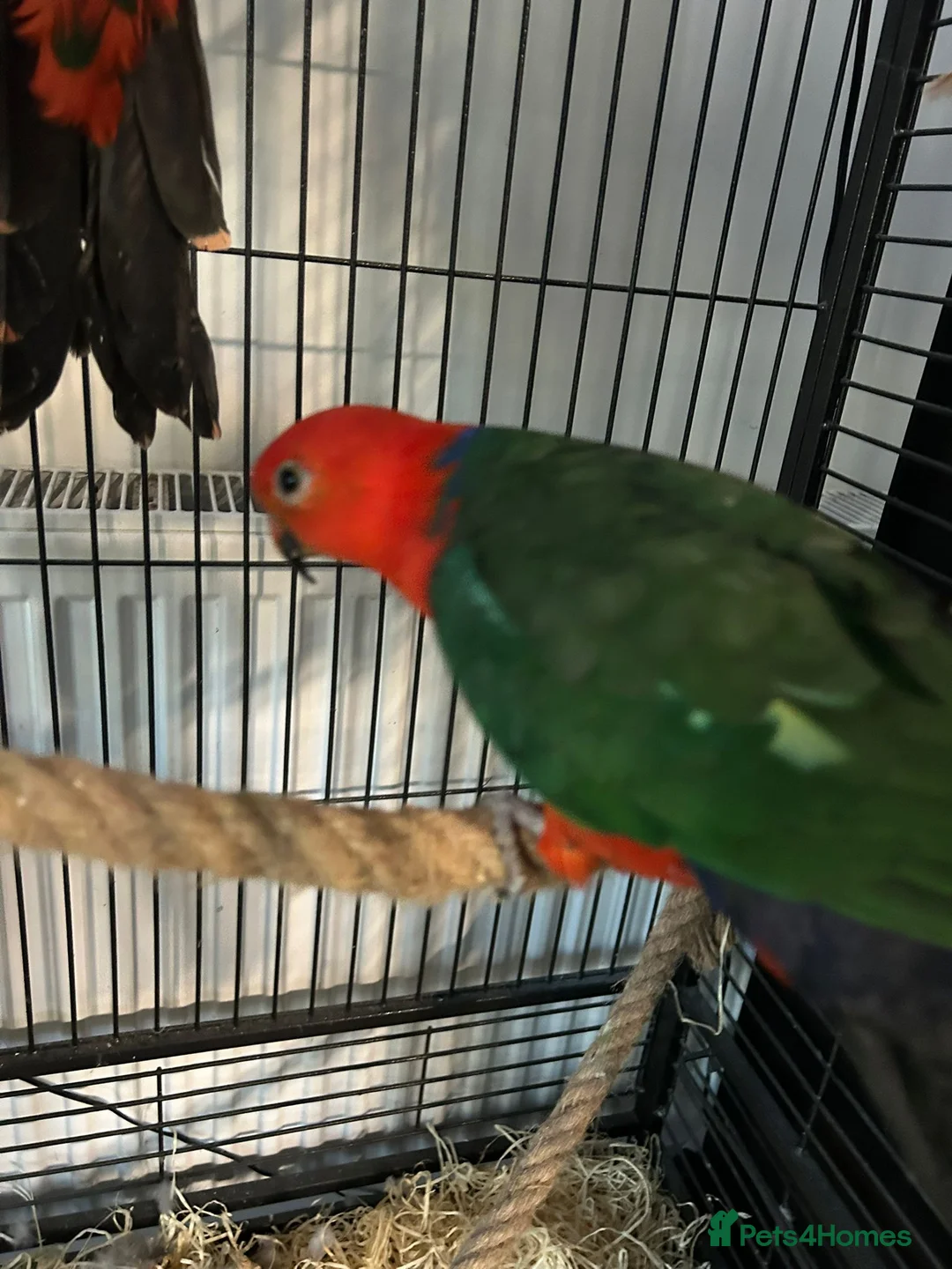 Mixed Breed birds for sale: Australian King  pair - Advert 1
