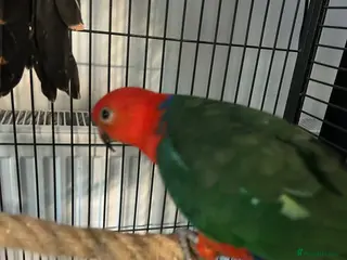 Mixed Breed birds Australian King - Advert 14