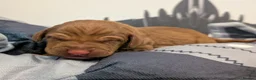 Hungarian Vizsla dogs for sale: Vizsla Puppies Looking for Their Forever Homes 🐾 in Saint Asaph - Advert 9