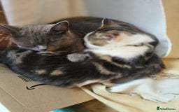 Mixed Breed cats for sale: Three cats in need of a home - Advert 5