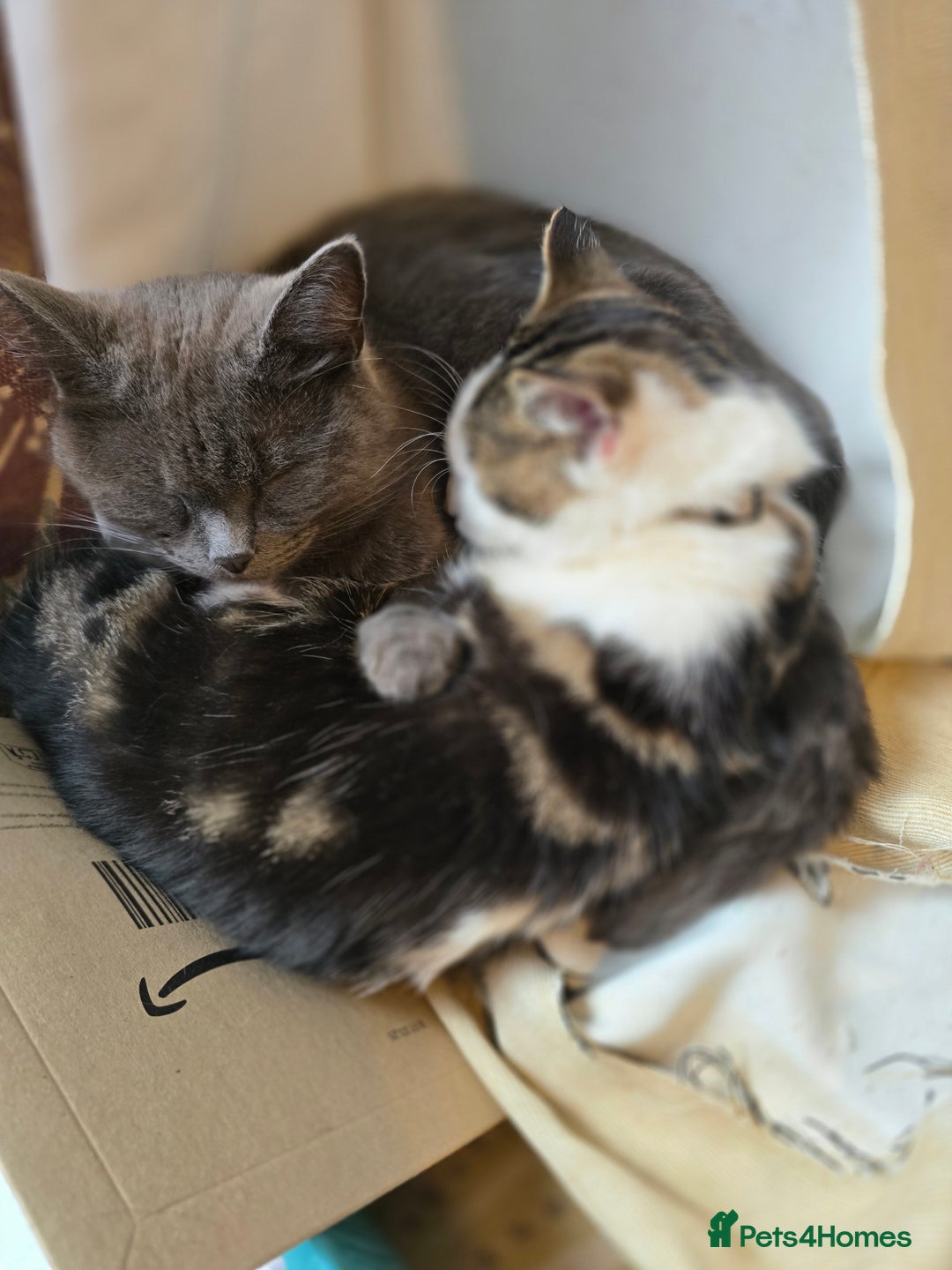 Mixed Breed cats for sale: Three cats in need of a home - Advert 5