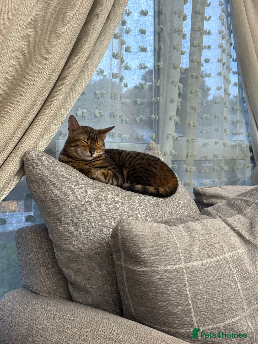 Bengal cats for sale: Female bengal for sale - Advert 4