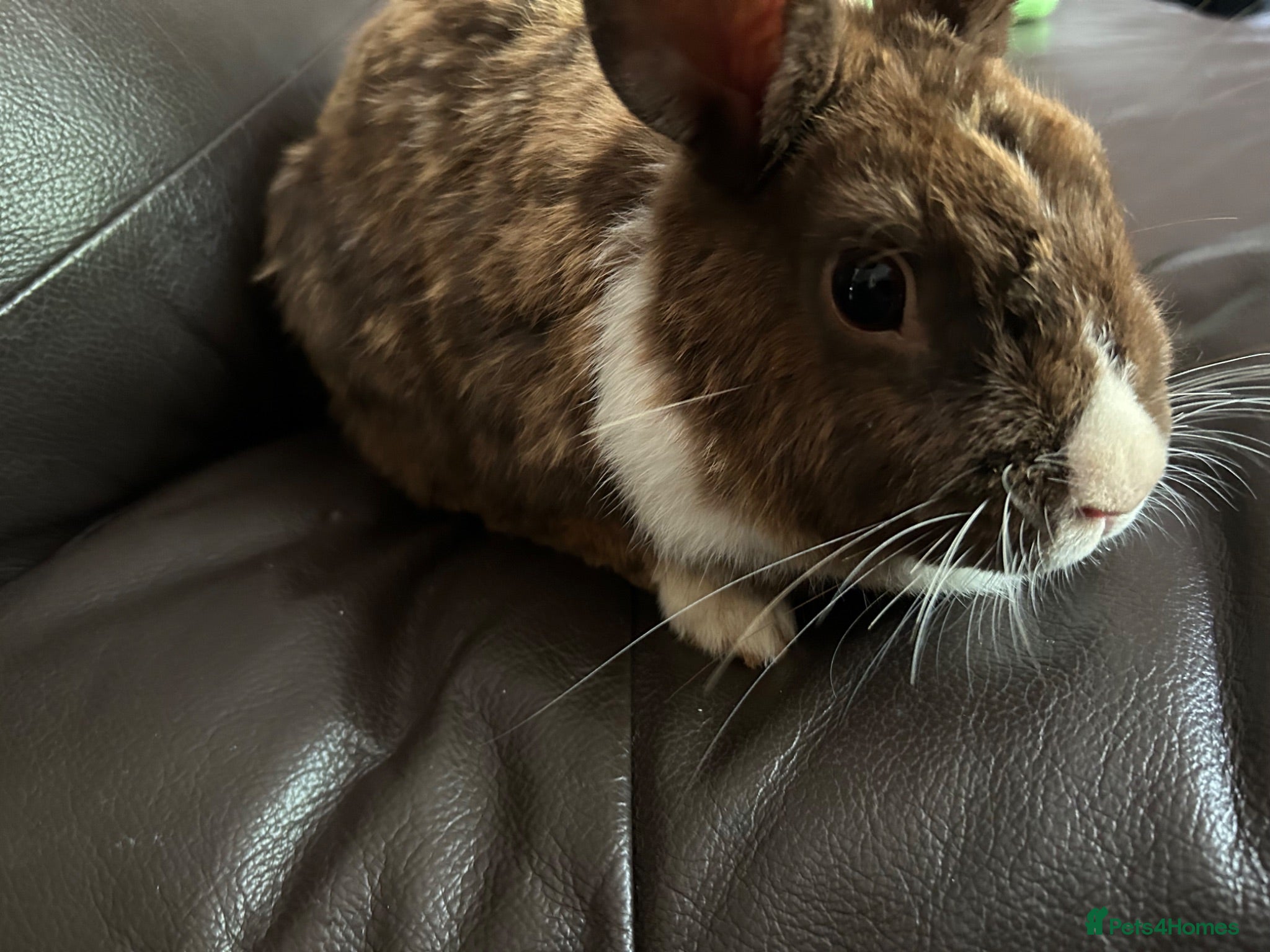 Dutch rabbits Free roaming Rabbits seek loving home - Advert 10