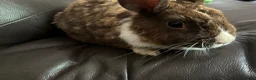 Dutch rabbits for sale: Free roaming Rabbits seek loving home - Advert 2