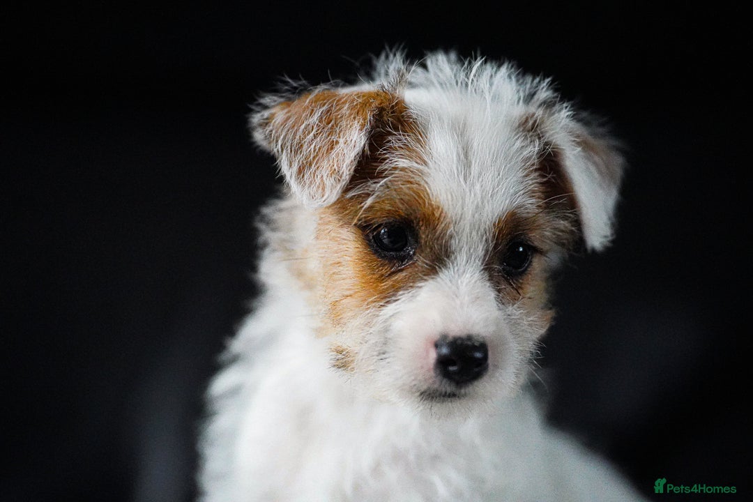 Parson Russell dogs for sale: KC health tested parson Russell terriers  - Image 2