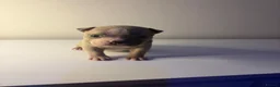 American Bully dogs for sale: 2 beautiful pocket bully puppies  - Advert 4