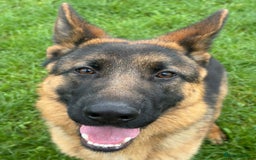 German Shepherd dogs for sale: Stunning male German shepherd pup  - Advert 2