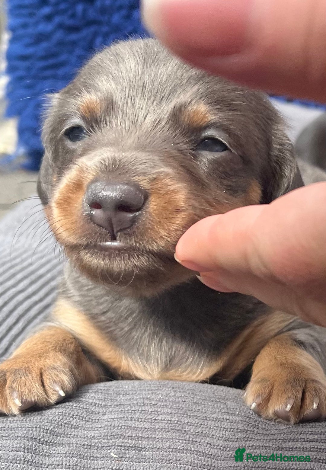Dachshund dogs for sale: STUNNING MINIATURE KC REG PRA CLR - Image 4