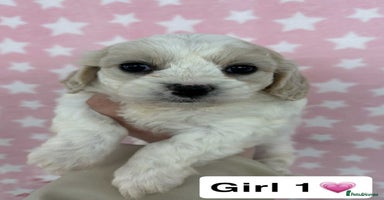 Cavachon dogs - Advert 6