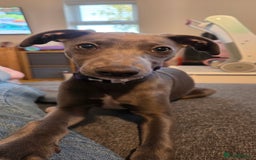 Whippet dogs for sale: Beautiful Male Whippet Puppy - Image 1