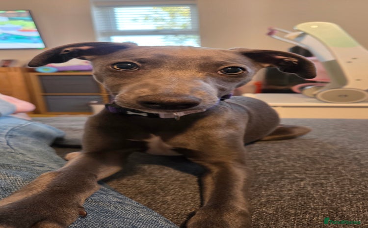 Whippet dogs - Advert 2