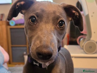 Whippet dogs - Advert 6