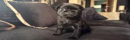 Pug dogs for sale: Beautiful & Unusual Purebred Pug Puppies £1000 - Advert 13